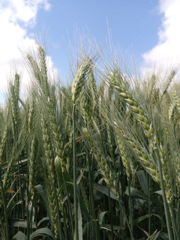 Agrotavsiya