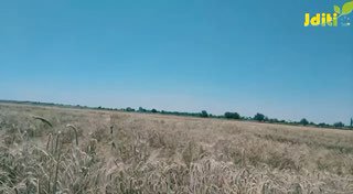 seleksiya