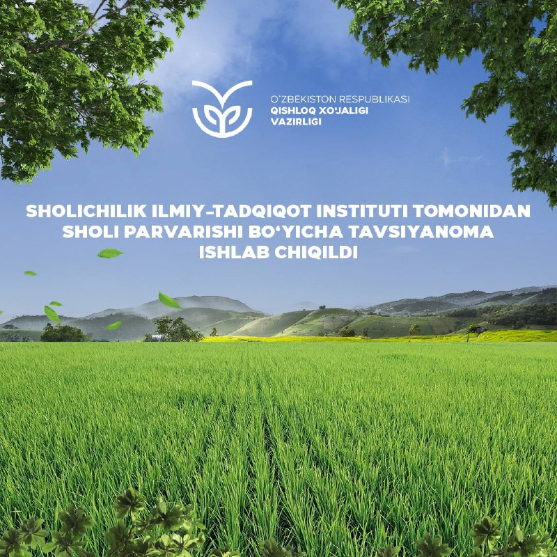 Qishloq xo‘jaligi vazirligi huzuridagi Qishloq xo‘jaligida bilim va innovatsiyalar milliy markazi tizimidagi Sholichilik ilmiy-tadqiqot instituti olimlari tomonidan Sholi parvarishi bo‘yicha…