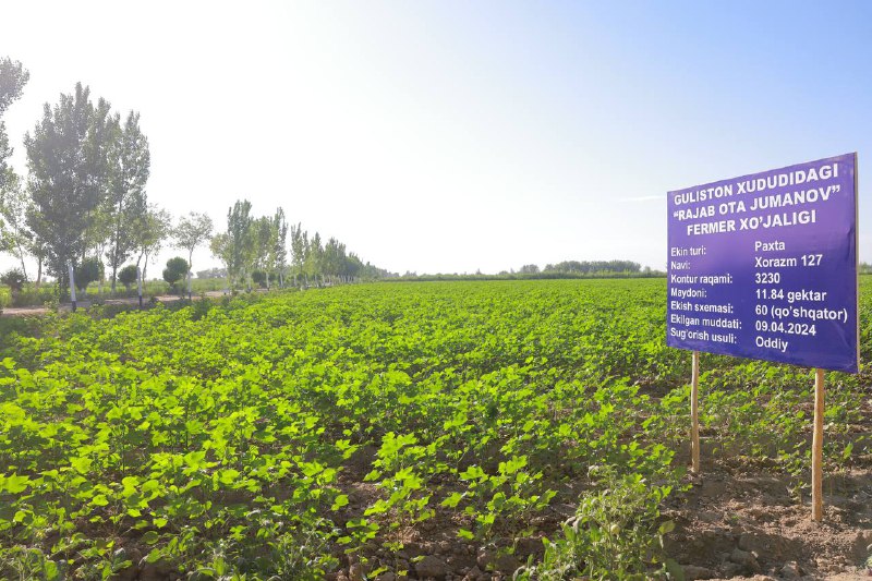 Agrotexnik tadbirlarni to‘g‘ri tashkil etish orqaligina mo‘l va sifatli hosil olish mumkin