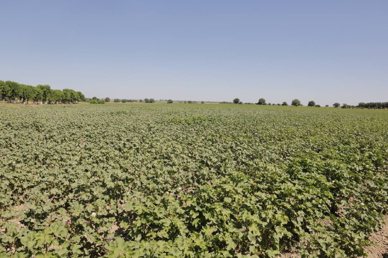 Yuqori hosildorlikka erishishda agrotexnik tadbirlarning o‘rni katta
