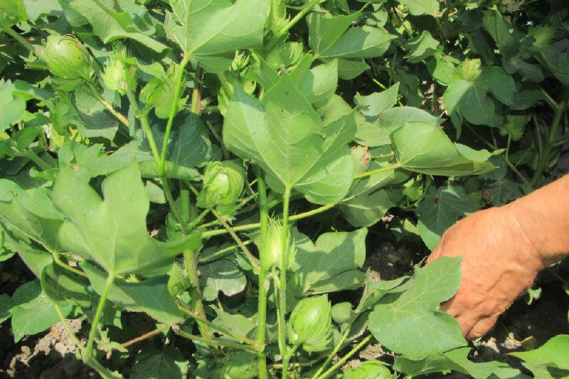 AGRO_TAVSIYA