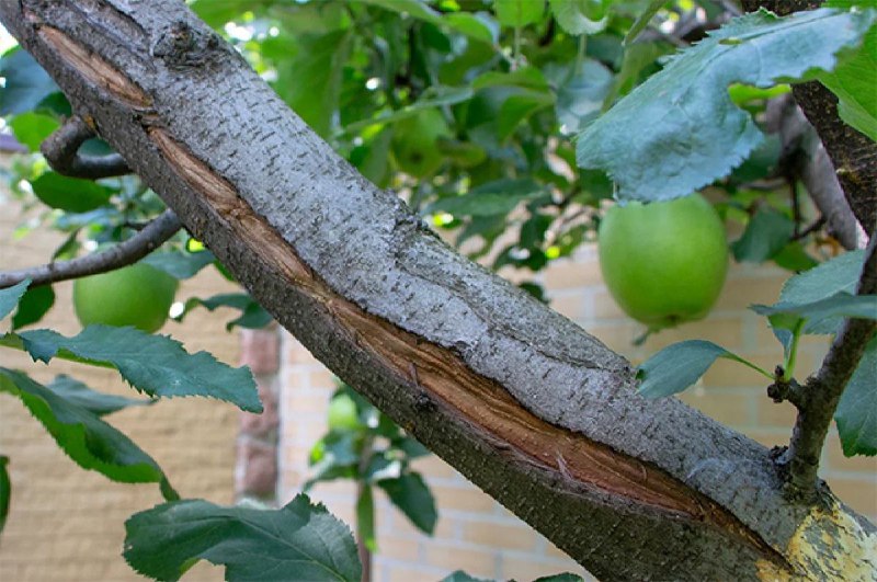 Agro_tavsiya