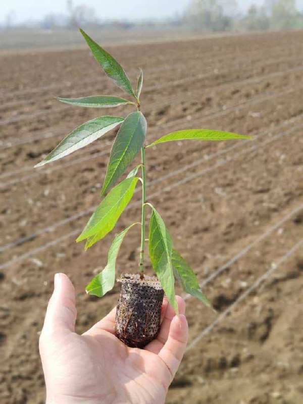 Agro_tavsiya