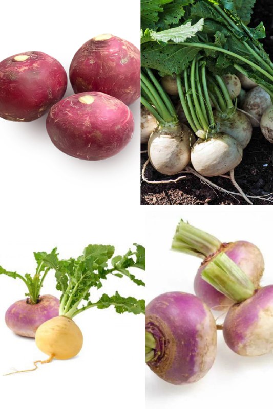 Agro_tavsiya