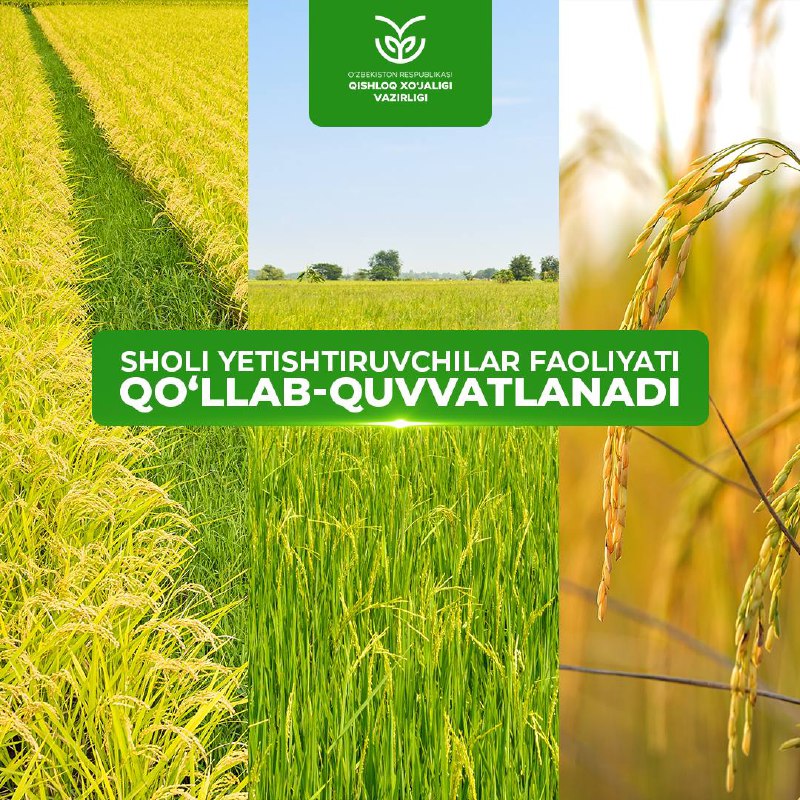 Sholi yetishtiruvchilar faoliyati qo‘llab-quvvatlanadi