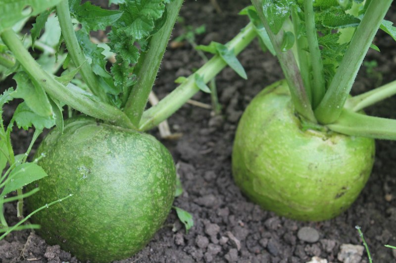 Agrotavsiya