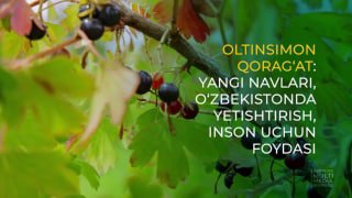 OLTINSIMON QORAG‘AT: YANGI NAVLARI, O‘ZBEKISTONDA YETISHTIRISH, INSON UCHUN FOYDASI