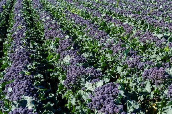 Jahon_agro_ilmida